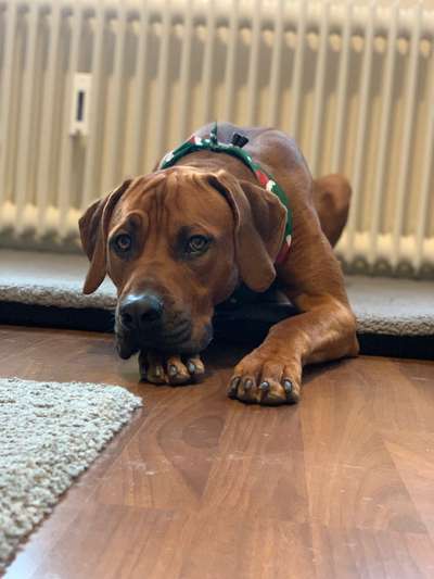 Rhodesian Ridgeback-Beitrag-Bild