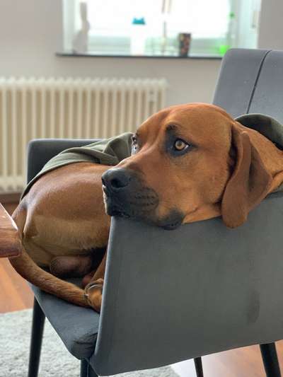 Rhodesian Ridgeback-Beitrag-Bild