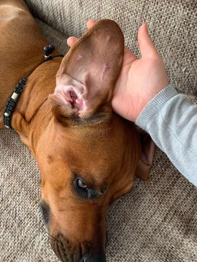 Rhodesian Ridgeback-Beitrag-Bild