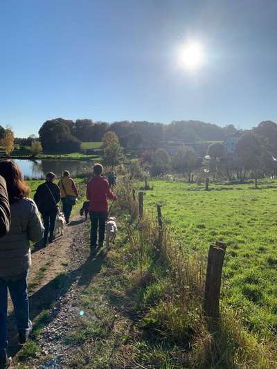 Rhodesian Ridgeback-Beitrag-Bild