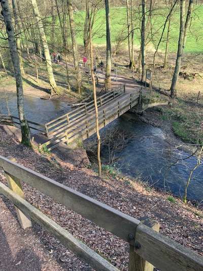 Rhodesian Ridgeback-Beitrag-Bild