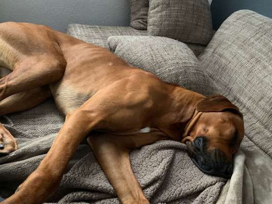 Rhodesian Ridgeback-Beitrag-Bild