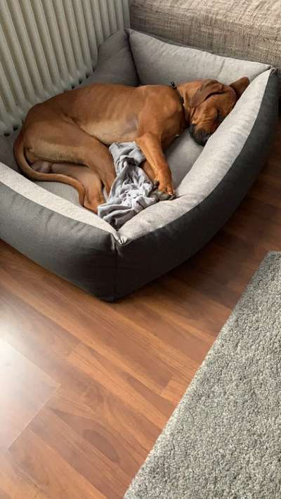 Rhodesian Ridgeback-Beitrag-Bild