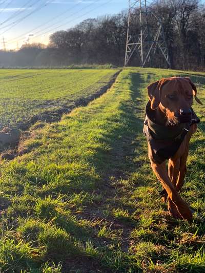 Rhodesian Ridgeback-Beitrag-Bild