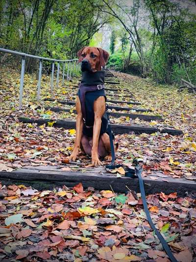 Rhodesian Ridgeback-Beitrag-Bild