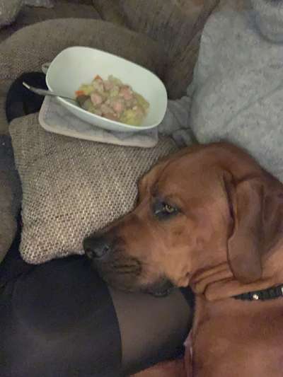 Rhodesian Ridgeback-Beitrag-Bild