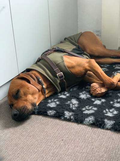 Rhodesian Ridgeback-Beitrag-Bild