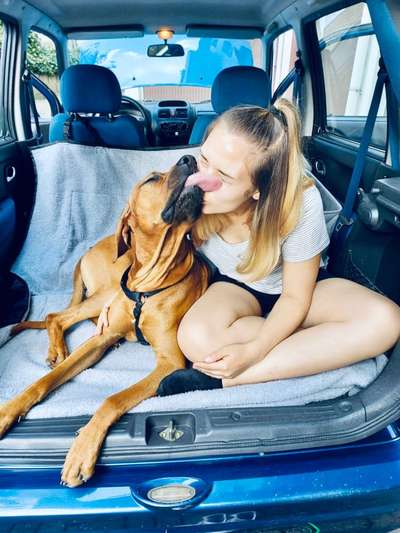 Rhodesian Ridgeback-Beitrag-Bild