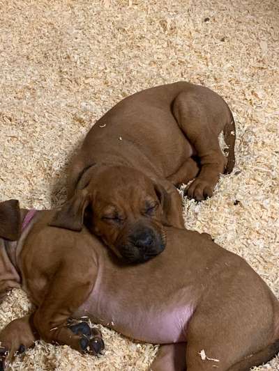 Rhodesian Ridgeback-Beitrag-Bild