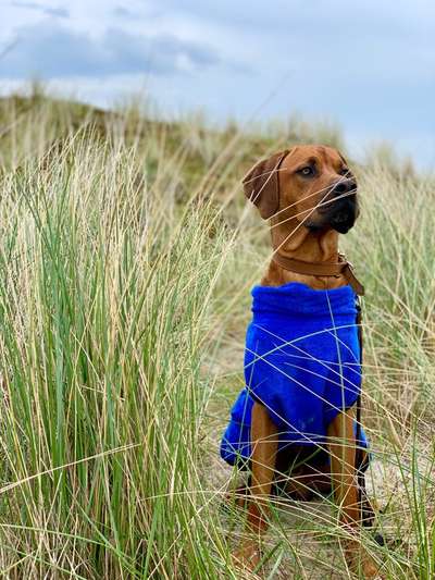 Rhodesian Ridgeback-Beitrag-Bild