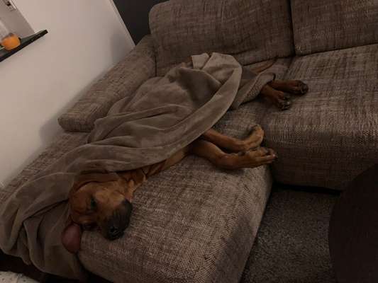 Rhodesian Ridgeback-Beitrag-Bild