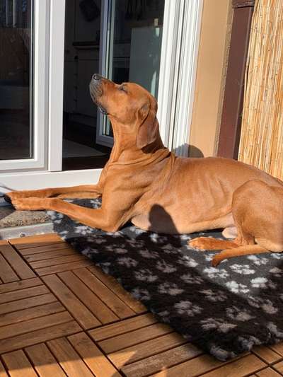 Rhodesian Ridgeback-Beitrag-Bild