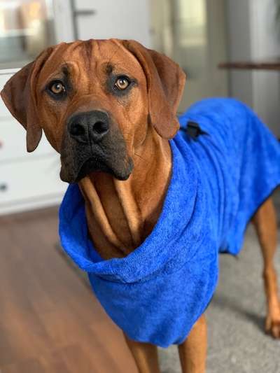 Rhodesian Ridgeback-Beitrag-Bild