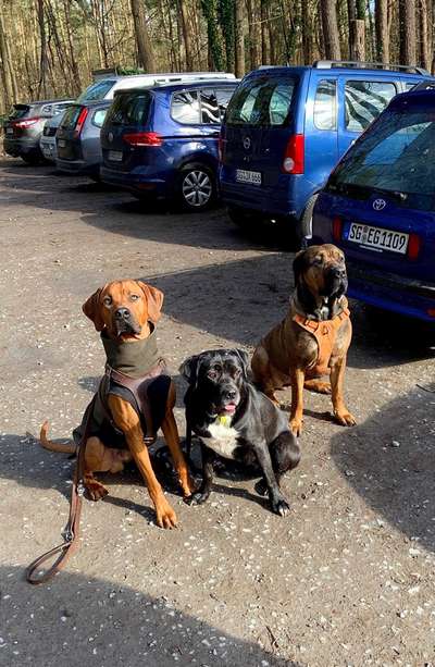 Rhodesian Ridgeback-Beitrag-Bild