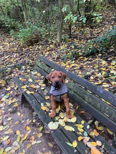 Rhodesian Ridgeback-Beitrag-Bild