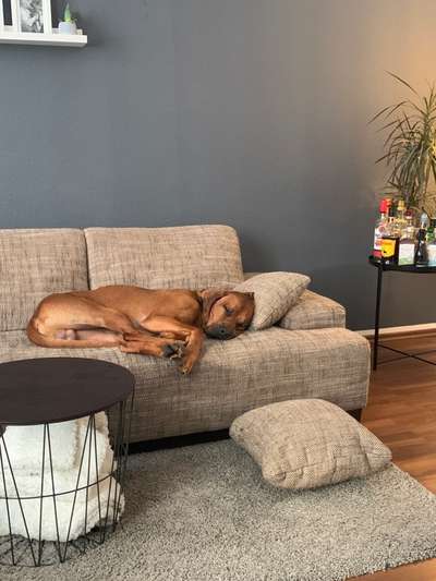 Rhodesian Ridgeback-Beitrag-Bild