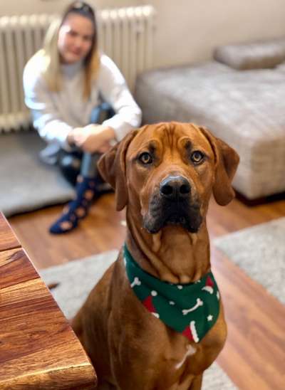 Rhodesian Ridgeback-Beitrag-Bild