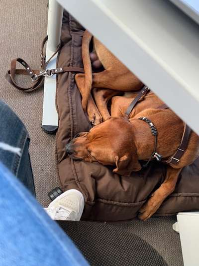 Rhodesian Ridgeback-Beitrag-Bild