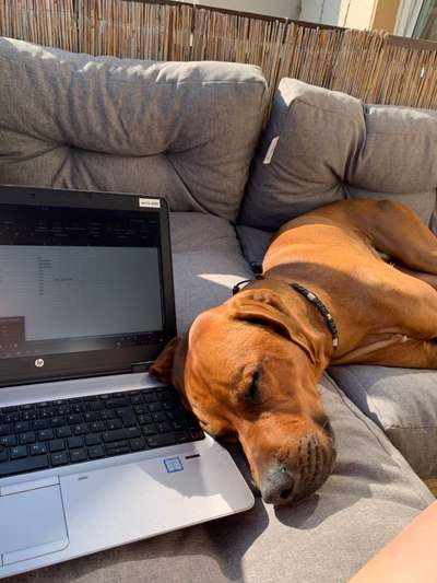Rhodesian Ridgeback-Beitrag-Bild