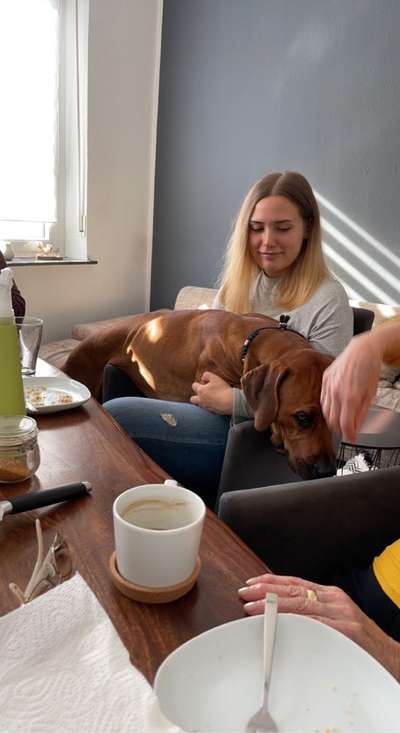 Rhodesian Ridgeback-Beitrag-Bild