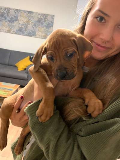 Rhodesian Ridgeback-Beitrag-Bild