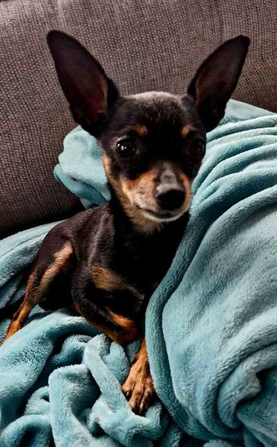 Prager Rattler-Beitrag-Bild