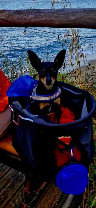 Prager Rattler-Beitrag-Bild