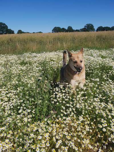 Fotosammlung: ,,Der natürliche Hund" Unbearbeitet, ungestellt und in Natura-Beitrag-Bild