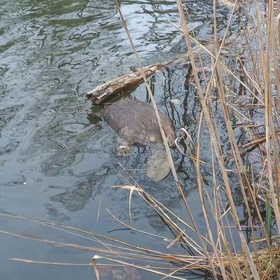 Giftköder-Toter Biber-Bild