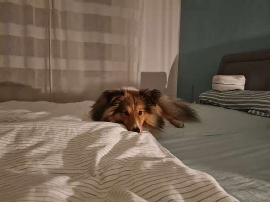 Gemeinsames Kuscheln im Bett!-Beitrag-Bild