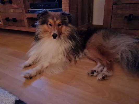 Shelties-Beitrag-Bild