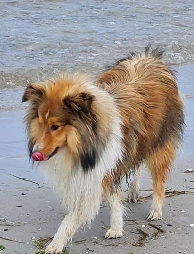 Shelties-Beitrag-Bild