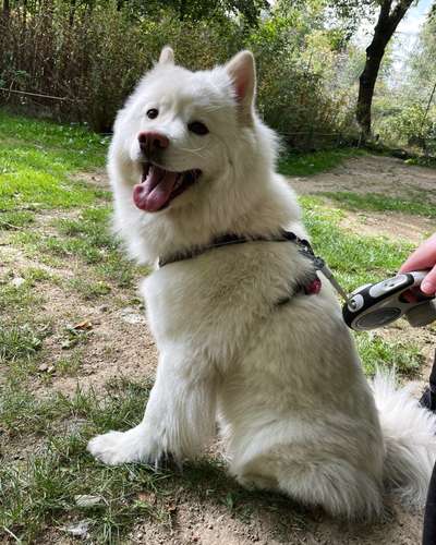 Eurasier-Beitrag-Bild