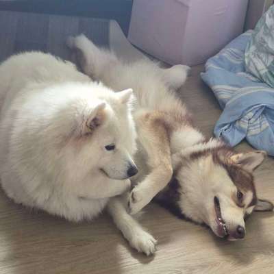 Hundetreffen-Spielpartner für Murphy gesucht-Bild