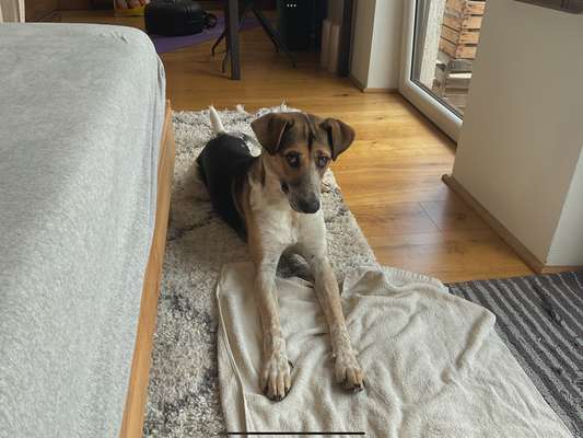 Hundetreffen-Social Walk mit Spiel und Spaß in Kissing-Bild