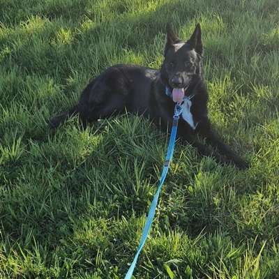 Hundetreffen-Spielfreude gesucht-Bild
