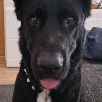 Hundetreffen-Spielfreude gesucht-Bild