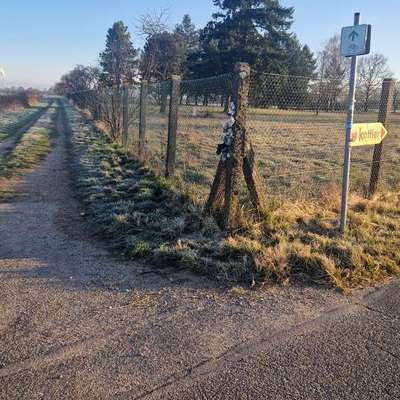 Giftköder-Weiße Kügelchen-Bild