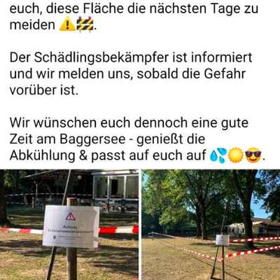Giftköder-Eichenprozessionsspinner-Bild