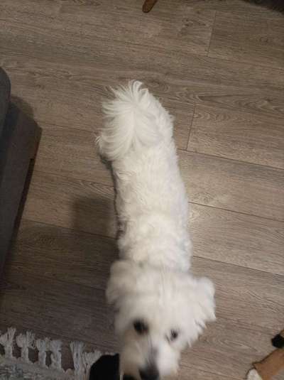 Der Gewichts-Thread-Beitrag-Bild