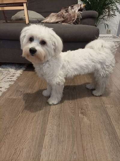 Der Gewichts-Thread-Beitrag-Bild