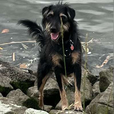 Dogorama Photo Challenge - Portrait-Beitrag-Bild