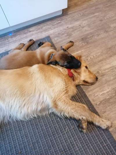 Schäferhund-Fans?-Beitrag-Bild