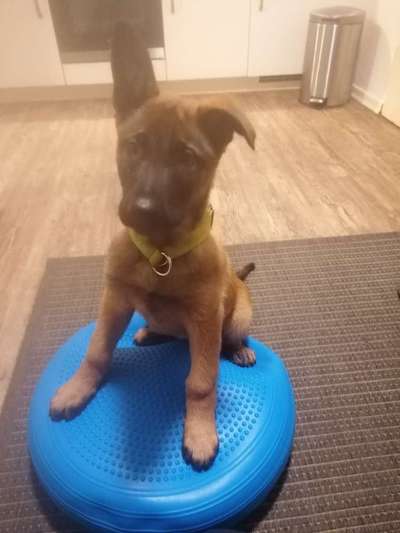 Schäferhund-Fans?-Beitrag-Bild