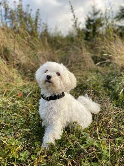 Goldendoodle?-Beitrag-Bild