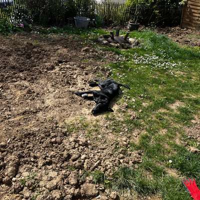 Der perfekte Hundegarten-Beitrag-Bild