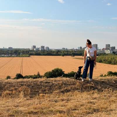 Hundetreffen-Am Mount Ziethen-Bild