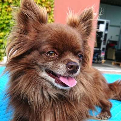 Hundetreffen-Freddy sucht kleine Freunde zum Spielen und Spazierengehen im Westen Hannovers. Meldet euch gerne-Bild