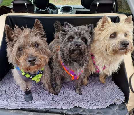 Wuseln hier auch Cairn Terrier rum?-Beitrag-Bild