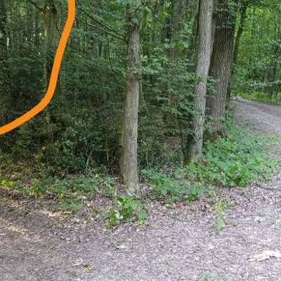 Giftköder-Eichenprozessionsspinner-Bild
